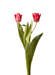 Fototapeta premium Two red tulip flowers arranged with green stems and leaves isolated white background. Close composition highlighting bright color and paired structure clearly. Botanical concept