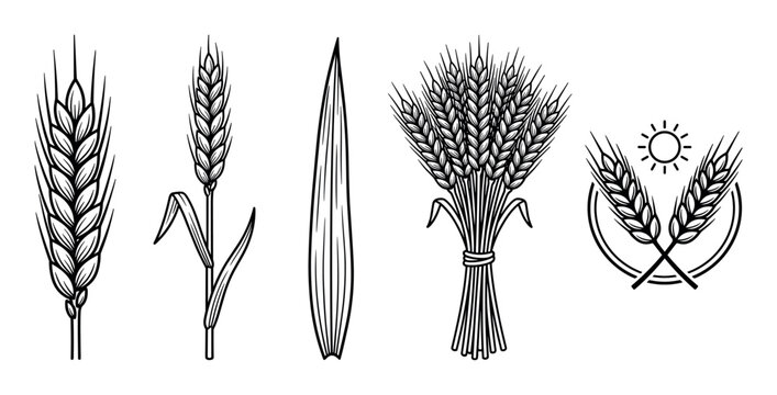 Wheat grain elements collection in various styles, showcasing different stages of growth and harvest for agricultural and food industry designs.