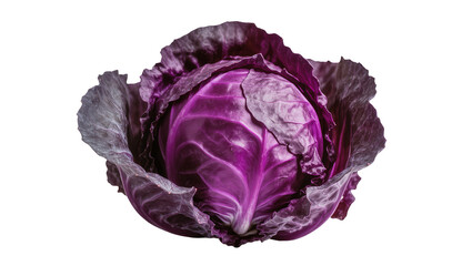 Fototapeta premium Fresh red cabbage with vibrant purple leaves, isolated on transparent background