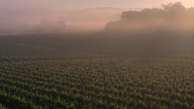 Aerial view of lush vineyards shrouded in morning mist with soft golden light over the rolling hills of Targon, Nouvelle-Aquitaine, France.