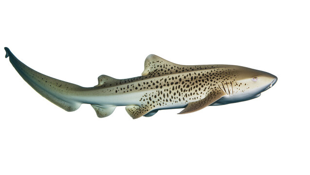 Leopard shark with distinctive spots, isolated on transparent background