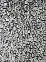 Naklejka premium Close up of tree bark texture