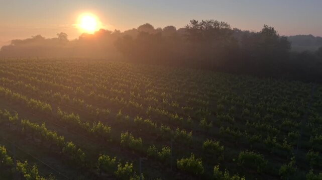 Aerial view of lush vineyard rows shrouded in morning mist during a golden sunrise in Targon, Nouvelle-Aquitaine, France.