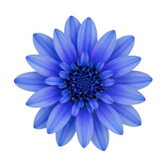Obraz premium A vibrant blue flower with numerous delicate petals against a white background