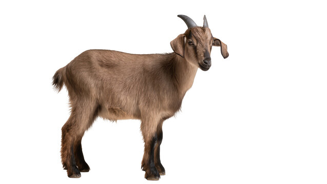 Brown goat with short horns standing, isolated on transparent background