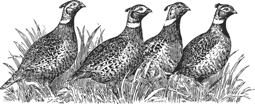 four detailed pheasants walking through grass, vintage black and white wildlife engraving