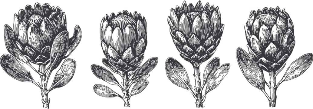 hand drawn artichoke botanical illustration artichoke flower detailed engraved vegetable vintage sketch with leaves natural plant garden decorative design