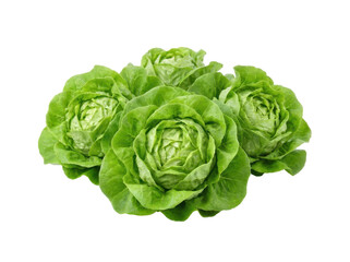 Obraz premium Fresh butter lettuce heads glistening with water droplets on a clean white background