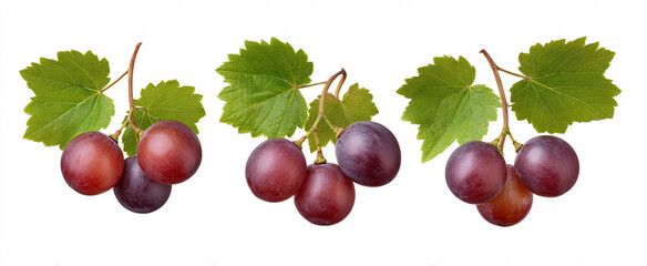 Obraz premium Vibrant set of Vitis labrusca fox grape displayed beautifully on a pristine white background.