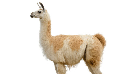Obraz premium Fluffy llama with tan patches standing profile, isolated on transparent background