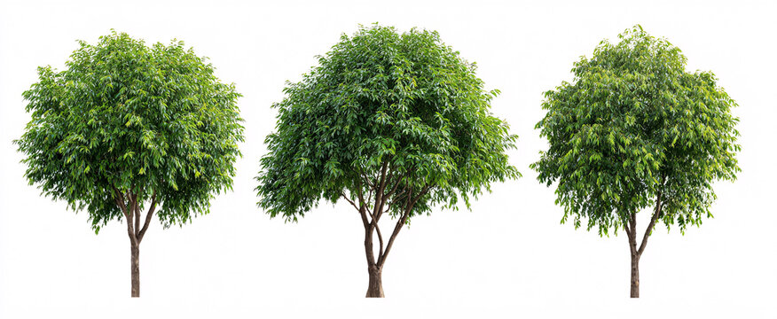 Three Ficus benjamina weeping fig plants radiate tranquility against a pure white backdrop.