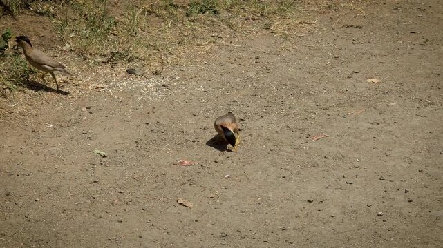 This is a Brahminy Starling (Sturnia pagodarum), also known as the Brahmin Myna &mdash; a common and beautiful bird found across the Indian subcontinent, including Gujarat.