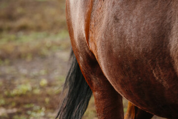 Naklejka premium Chestnut horse body showing sleek fur texture