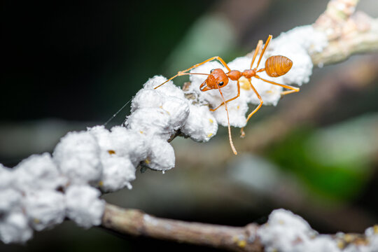 Red ant tending cottony scale insects on branch