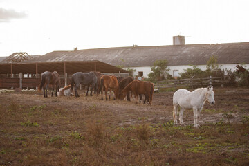 Obraz premium Horses in paddock near stable building