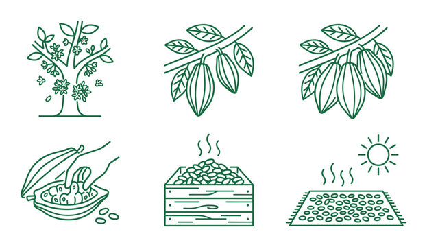 Green line art icons depicting cocoa plant cultivation flowering pods harvesting fermentation and sun drying steps