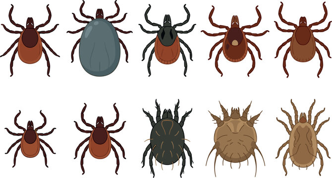 Parasitic ticks and mites insect character collection including deer tick dog tick and scabies mite vector illustration bundle