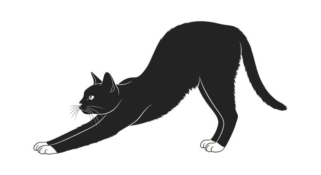 Black cat stretching on white background