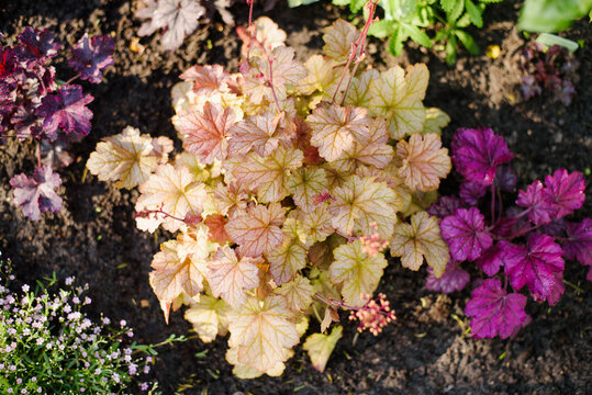 Beautiful Heuchera Pinot Gris and Purple Heuchera Plants in Garden