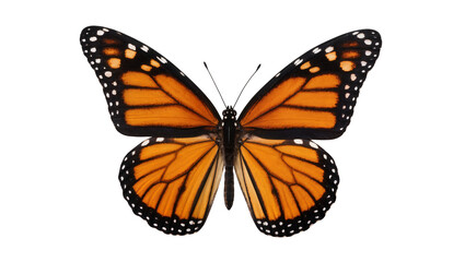 Orange monarch butterfly with black veins and white spots, isolated on transparent background © Hughes