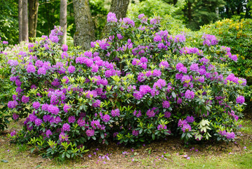 Obraz premium Purple Catawba Rhododendron Flowers Blooming in Spring Garden