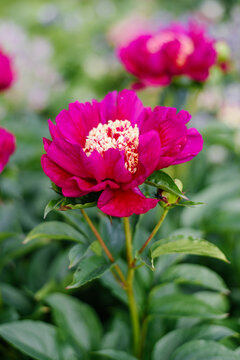 Vibrant Red Charles Burgess Peony Blossom with Golden Staminodes in Summer Garden