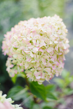 Compact Pinking Hydrangea Pixio In Summer Garden