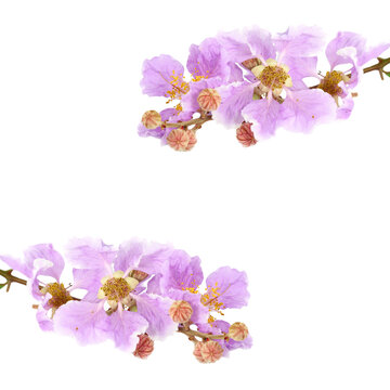 lagerstroemia floribunda