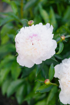 Blooming Pink Peony Flower with Delicate Petals Detail