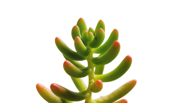 Succulent plant with jelly bean-shaped leaves, isolated on transparent background