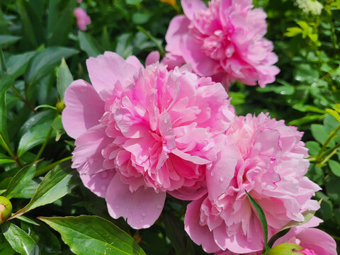 Large, lush pink peony flowers against a background of green leaves