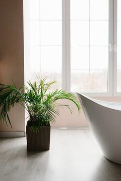 Green Houseplant in Bright Minimalist Bathroom Interior