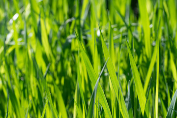 Obraz premium Backlit green grass blades on a sunny day in a field