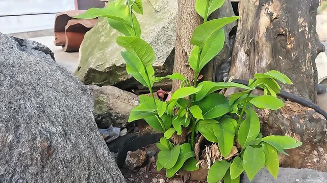 Green Plant Growing Among Tree Roots and Rocks in Outdoor Natural Environment