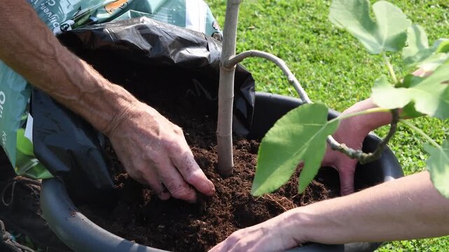 Gardener carefully holds small fig tree trunk, transplanting it into larger pot with soil from bag, while an child loosens clods of soil with his hands, a concept of teamwork, Earth Day