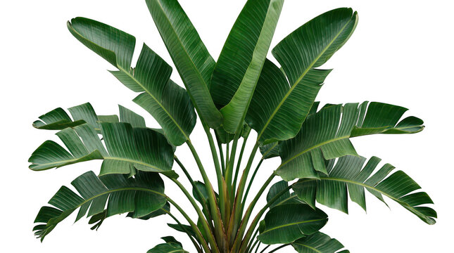 Large green bird of paradise plant with long leaves isolated on transparent background transparent background