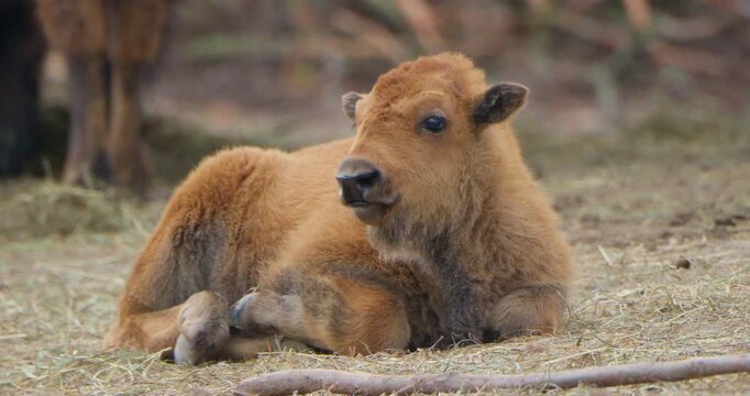 Little wee baby bull buffalo wild bison animal in natural environment, wildlife scenery view