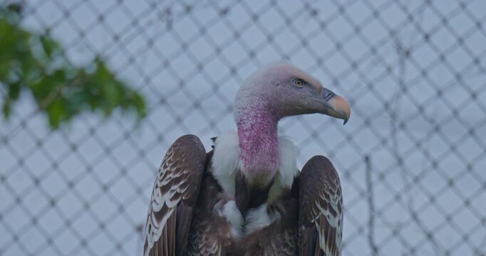 Ruppell griffon vulture wildlife bird in natural environment, nature scenery closeup view