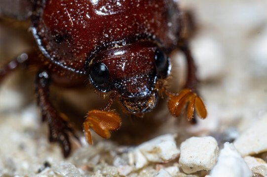 June beetle extreme close-up showing compound eyes and orange antennal clubs, macro detail, Florida