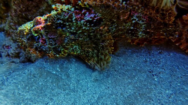 A camouflaged scorpionfish rests motionless on the sandy seabed between coral formations and marine growth before suddenly swimming away, revealing the hidden predator underwater.