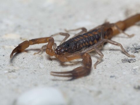 Hentz striped scorpion frontal macro portrait on white sand, Florida native scorpion close-up