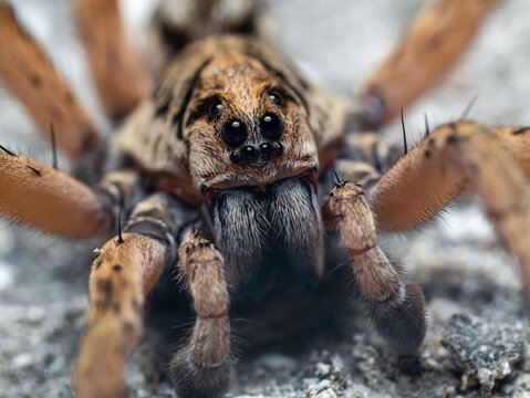 Wolf spider frontal macro portrait with visible eye arrangement on sandy ground, Florida