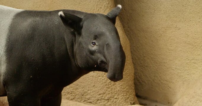 Closeup view of Malayan tapir animal beast dwelling in natural environment , wildlife nature fauna scenery view