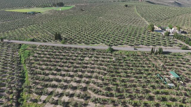 Aerial drone view of olive groves and rural farmland in southern Spain with agricultural landscape and countryside scenery.