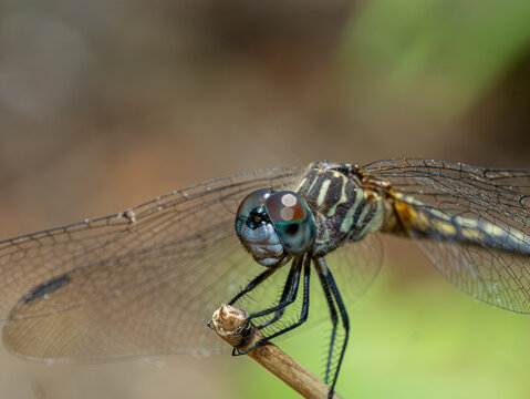 Dragonfly with multicolored compound eye and teal face perching on dry stem, macro close-up portrait, Florida
