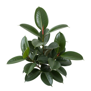 Rubber plant with large green leaves isolated on white background.