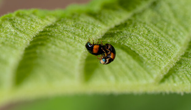 Spotted Lady Beetles Mating Under Leaf
