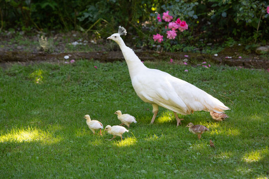 White peahen walking with peacock chicks in garden