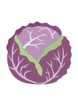 Purple cabbage with green leaves