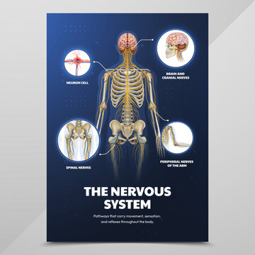 Human Nervous System Educational Poster